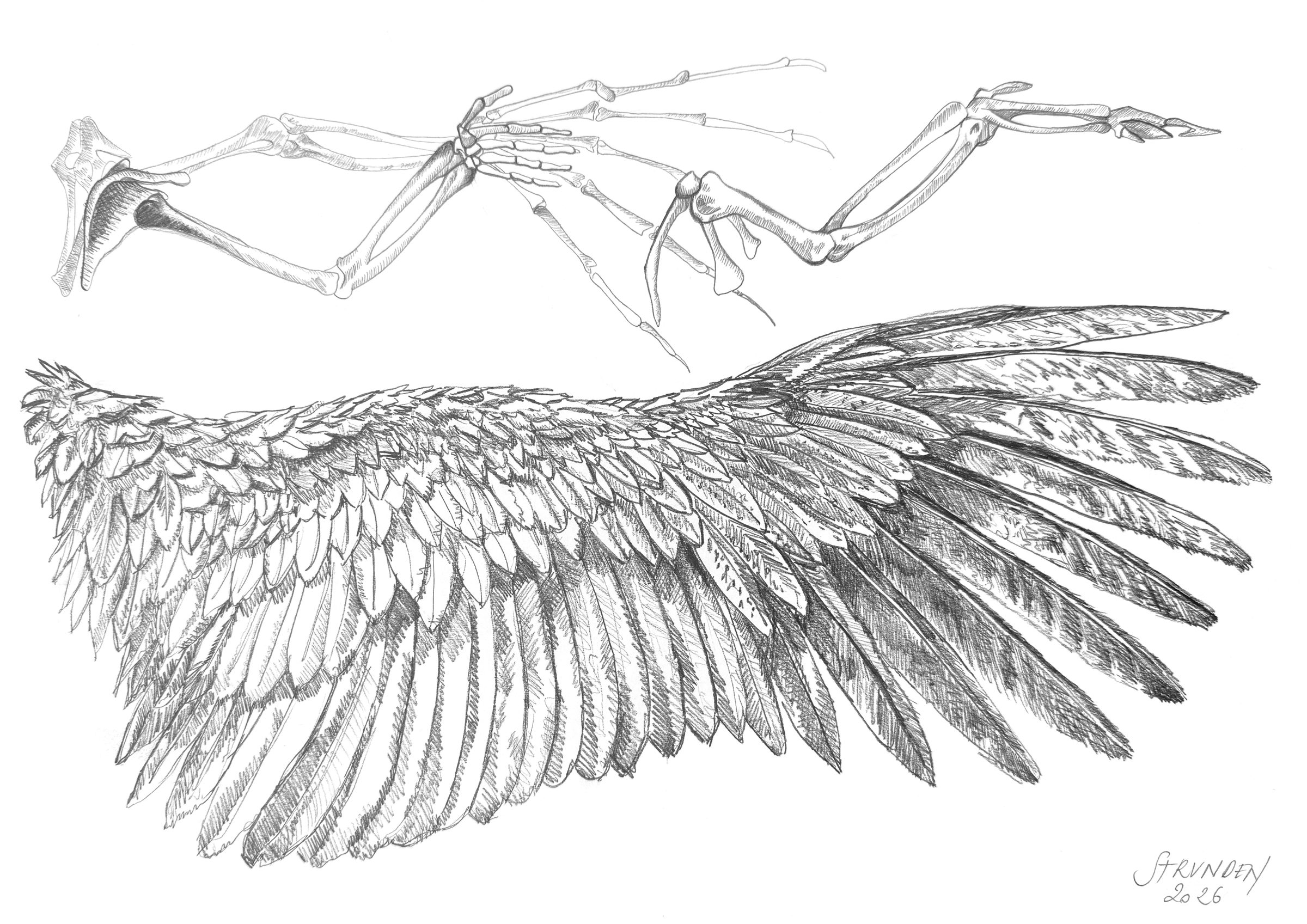 A Wing That Was a Hand — Drawing